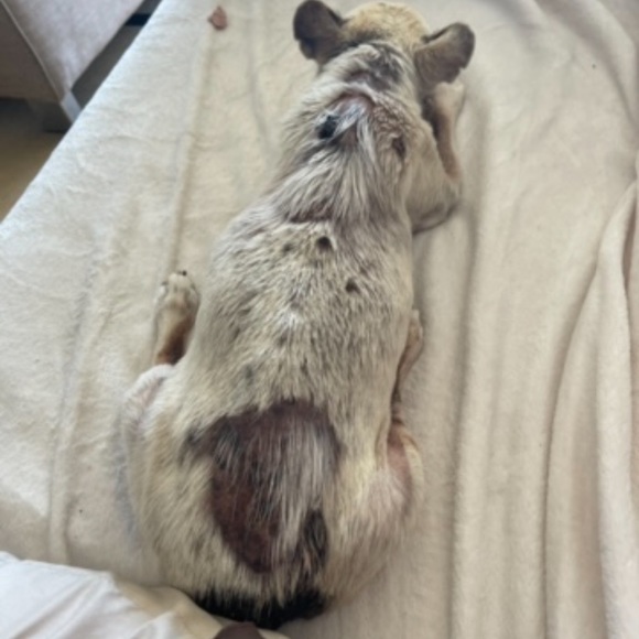 RIP MY ROMEO, you were a beautiful dog & my companion for 16 years🙏🏻 - Picture 5 of 16